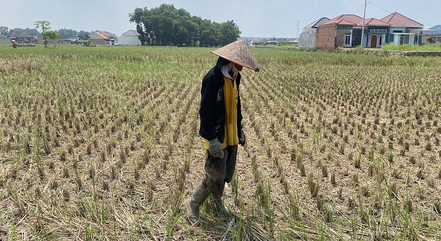 Gagal panen